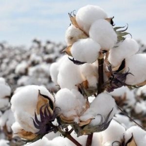 ALGODÓN